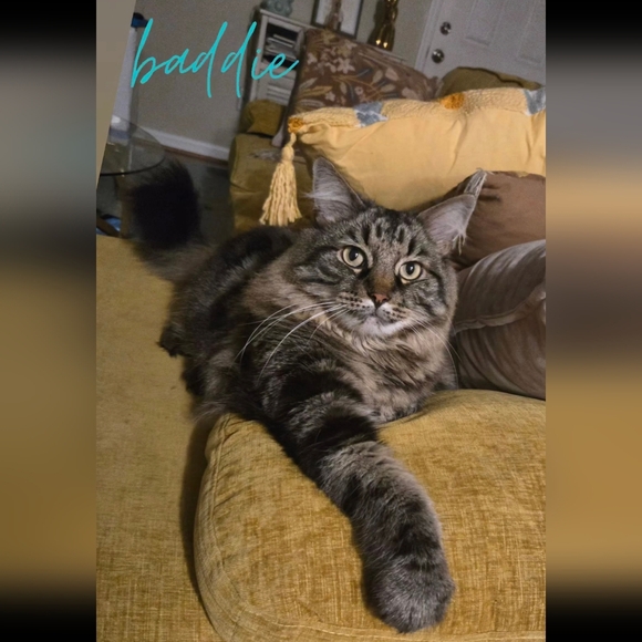 Meet your Posher, Anna AKA Anya The Hustler Or Million Dollar Baby🤪💕🤣 - Picture 6 of 15